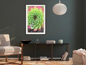 Plakát Sukulent - botanická kompozice se zeleno-růžovými tropickými listy