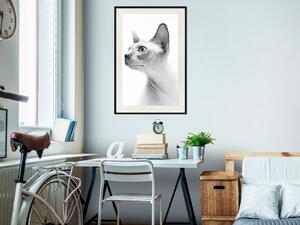 Plakát Bezsrstá kočka - černobílý portrét kočky peterbald z profilu