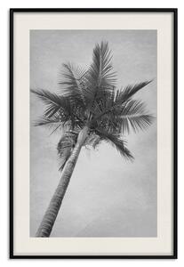 Plakát Vysoká palma