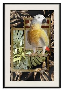 Plakát Zlatý papoušek
