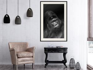 Plakát Gorila