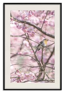 Plakát Červenka na stromě - malý pták mezi větvemi a růžovými květy jabloňových stromů
