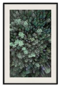 Plakát Let nad lesem - kompozice s jehličnatými stromy z ptačí perspektivy