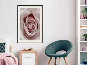 Plakát Pastelová růže - kompozice s květem s jemnými růžovými okvětními lístky