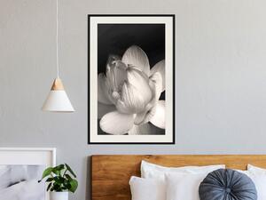 Plakát Bílá jemnost - kompozice s jasným květem na pozadí hluboké černi