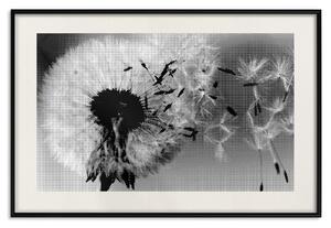 Plakát Uletěl vzpomínka - černo-bílá kompozice s rozfoukanými pampeliškovými semínky