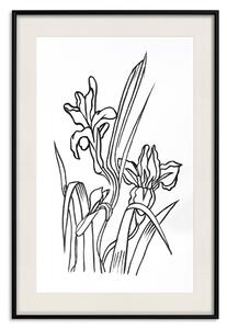 Plakát Zamilované kosatce - černobílá kompozice v lineárním provedení jarních květin