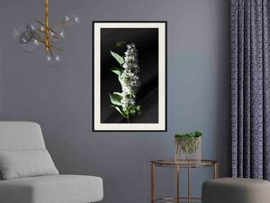 Plakát Bílé bezinky - botanická kompozice s jarními květy na černém pozadí