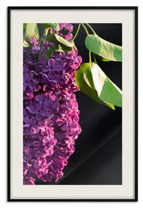 Plakát Jarní barvy - botanická kompozice s fialovými květy bezu a listy