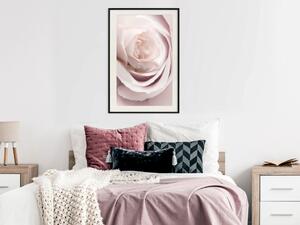 Plakát Porcelánová růže - světle růžová rostlina s krásným květem růže