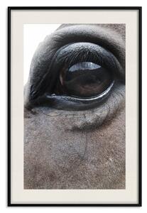 Plakát Upřímné Oči - tvář hnědého koně s detailním záběrem odrazu v oku