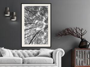 Plakát Vysoké Stromy - černo-bílá krajina stromů v lese na pozadí oblohy