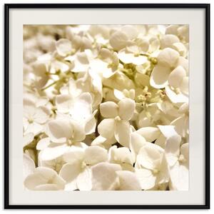 Plakát Bílá Louka - pole plné bílých rostlin s jemně žlutým kontrastem