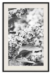 Plakát Monochromatický bez - černobílý květ bezu na rozmazaném pozadí rostlin