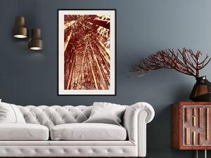 Plakát Vysoké bambusy - přírodní bambusové stromy ve světle hnědé barvy