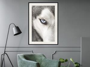 Plakát Psí pohled - černobílá hlava psa s bílým výrazným okem