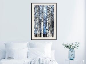 Plakát Mrazivý leden - zimní krajina světlých stromů na pozadí nebe