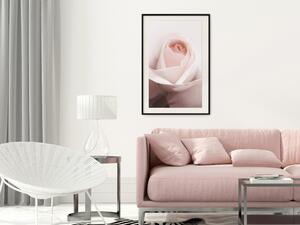 Plakát Úroveň emocí - jarní květina růže s jemně růžovými okvětními lístky