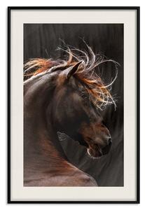 Plakát Ohnivý vítr - portrét pyšného koně s hnědou srstí na černém pozadí
