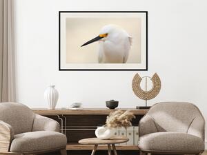 Plakát Sněžný volavka - pták s černým zobákem a žlutou tváří na světlém pozadí