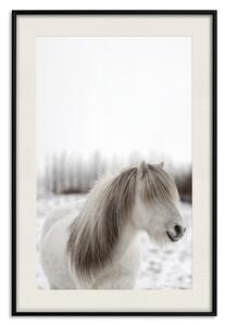 Plakát Koňská hříva - bílý kůň s velkým množstvím vlasů na pozadí zimního lesa
