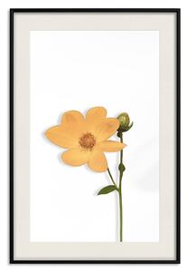 Plakát Rozkošný květ - rostlina s žlutým květem na jednotném bílém pozadí