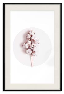 Plakát Měkká bavlna - rostlina s bavlnou v kruhu na světle růžovém pozadí