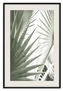 Plakát Velké světlo - tropická kompozice zelených listů na světlém pozadí