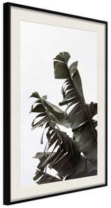 Plakát Tropický kyt - přírodní kompozice zelených listů na bílém pozadí