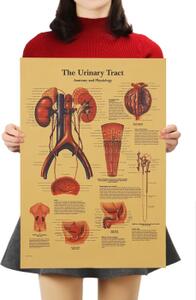 Plakát Anatomie člověka, hrtan, č.300, 51 x 36 cm