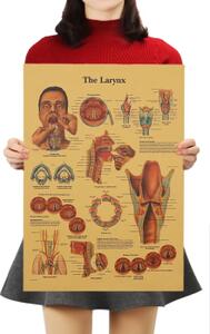 Plakát Anatomie člověka, hrtan, č.300, 51 x 36 cm