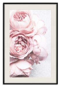 Plakát Růžová vůně - romantická kompozice růžových květů na světlém pozadí
