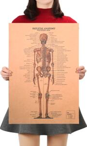 Plakát Anatomie člověka, kostra, č.299, 51 x 36 cm