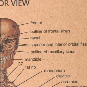 Plakát Anatomie člověka, kostra, č.298, 51 x 36 cm