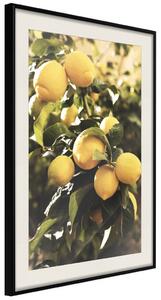 Plakát Italské citrusy