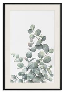 Plakát Větvičky eukalyptu