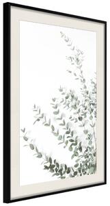 Plakát Eukalyptus Parvifolia