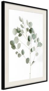 Plakát Stříbrný eukalyptus