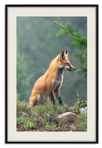 Plakát Rudý lovec - majestátní divoké zvíře mezi lesem na rozmazaném pozadí
