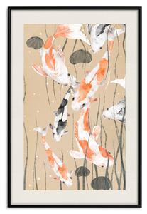 Plakát Koi kapr - plovoucí malovaný japonský kapr mezi mořskými řasami