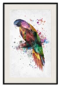Plakát Duha papoušek - barevný pták na větvi malovaný akvarelem