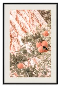 Plakát Mladé mandarinky - větev mandarinkového stromu s ovocem