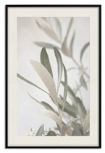 Plakát Větev olivového stromu - záběr na fragment středomořské vegetace