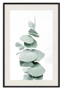 Plakát Eukalyptus - zelená větvička rostliny na bílém pozadí