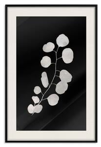 Plakát Větev eukalyptu - minimalistická rostlina na tmavém pozadí