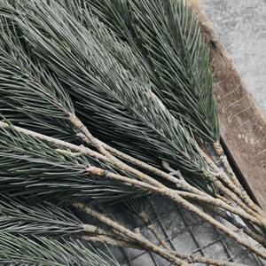 Dekorační větvička borovice Pine Tree House Doctor