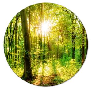 Kulatý obraz Sluneční stromy - fotografie lesa osvětleného ranními paprsky