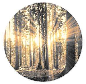 Kulatý obraz Lesní záře - prosluněná krajina vysokých jehličnanů