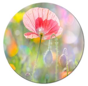 Kulatý obraz Jarní zahrada - květiny na louce v růžových barvách ozářené sluncem