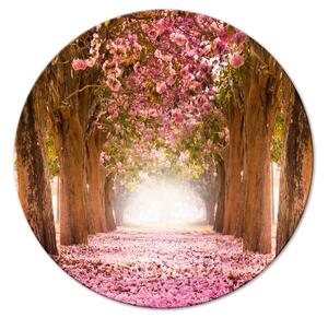 Kulatý obraz Lesní alej - fotografie stromů s růžovými listy ve slunečním světle